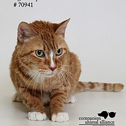 Thumbnail photo of Ginger Snap  (Foster Care) #3
