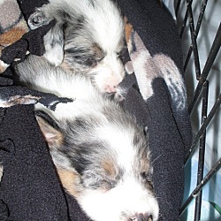Thumbnail photo of Aussie puppies #2