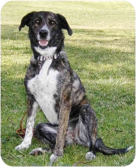 greyhound aussie mix