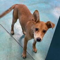 Oklahoma City, OK - Labrador Retriever. Meet Butch a Pet ...