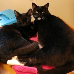 Photo of Shiloh