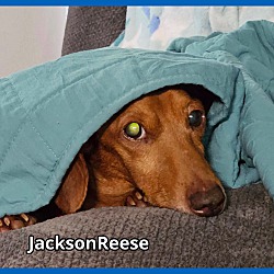 Thumbnail photo of JacksonReese #3