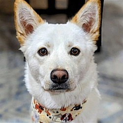 Thumbnail photo of Aiden -Handsome Jindo Mix #1
