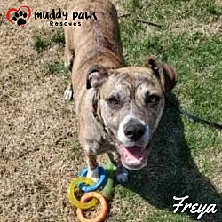 Thumbnail photo of Freya (Courtesy Post) #4