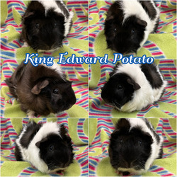 Photo of King Edward Potato