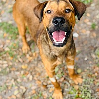adopt a pet