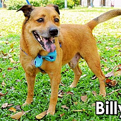 Thumbnail photo of Billy #2