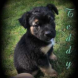 Thumbnail photo of Teddy #1