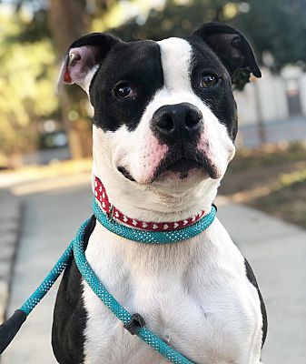 Chico, CA - Pit Bull Terrier. Meet Bella a Pet for Adoption - AdoptaPet.com