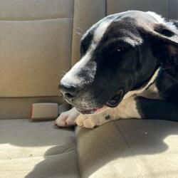 Thumbnail photo of Agrippa - IN FOSTER #2