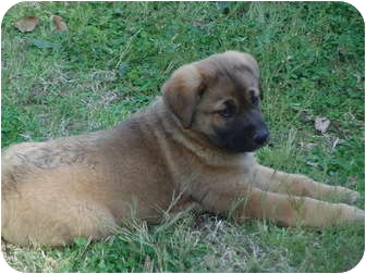anatolian shepherd and german shepherd mix