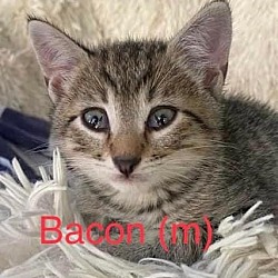 Photo of Bacon Kitten
