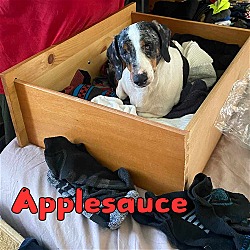 Thumbnail photo of Applesauce #4