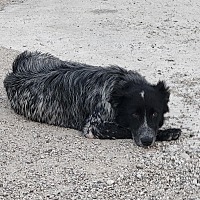adopt-pet