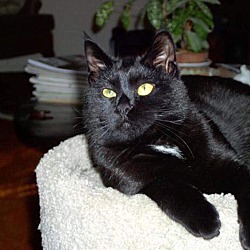 Photo of Vlad the lap cat