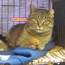 Thumbnail photo of SWEET KITTIE-adopted 3-13-19 #1