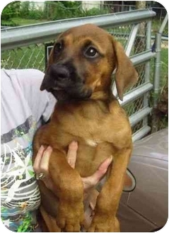 affenpinscher puppies for sale in texas boxer babies adopted puppy kingwood tx boxer rottweiler mix affenpinscher puppies for sale in texas boxer babies adopted puppy kingwood tx boxer rottweiler mix