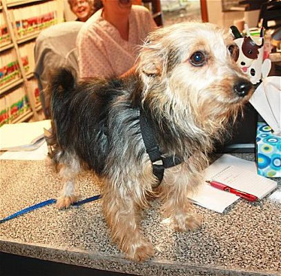 Jackson terrier sales