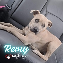 Thumbnail photo of Remy (Courtesy Post) #4
