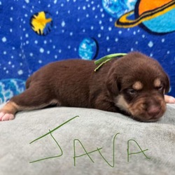 Thumbnail photo of Java #1