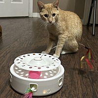 adopt a pet