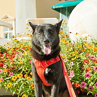 adopt-pet