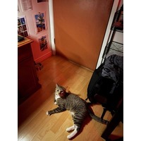 adopt-pet