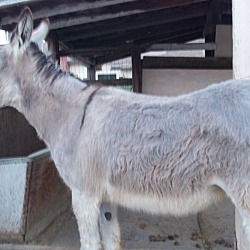 Thumbnail photo of EYORE the Donkey #2