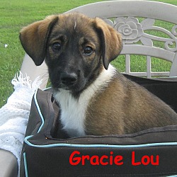 Thumbnail photo of Gracie~adopted!! #1
