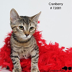 Thumbnail photo of Cranberry  (Foster Care) #2