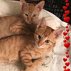 Photo of NEWTON&WINNIE -Cuddly Sweeties