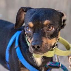 Palm Springs Animal Shelter In Palm Springs California