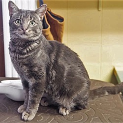 Humane Society Of Oldham County In Lagrange Kentucky