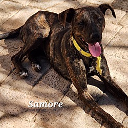 Thumbnail photo of Samore #2