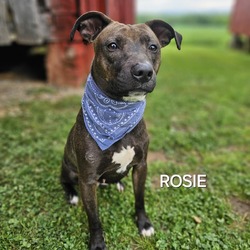 Thumbnail photo of Rosie (Daisy) #4