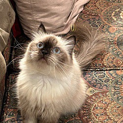 Thumbnail photo of Brownie (Persian/Himalayan) #1