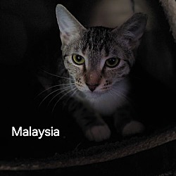 Thumbnail photo of Malaysia #1