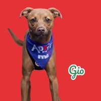 adopt a pet