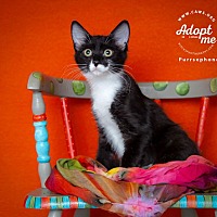 adopt a pet