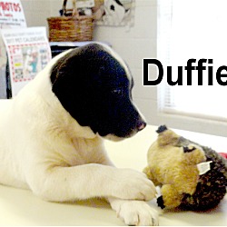 Thumbnail photo of Duffie #3