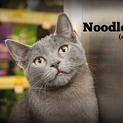Thumbnail photo of Noodle #1