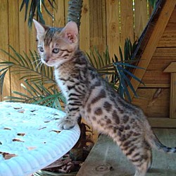 Photo of Bengal Kitten with Pedigree