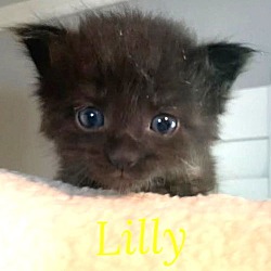 Thumbnail photo of Lilly H #1