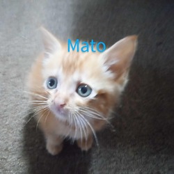 Thumbnail photo of Mato #3