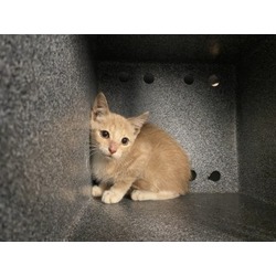 Thumbnail photo of Earl-Rescue Only #1