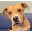 Adopt A Pet :: Moxie - Jackson, MI