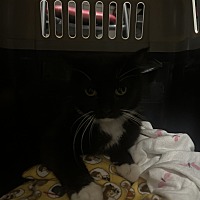adopt-pet
