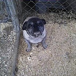 Photo of Pugly
