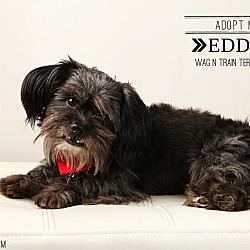 Thumbnail photo of Eddie-pending adoption #3