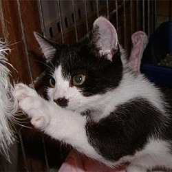 Thumbnail photo of Foster Homes Needed #3